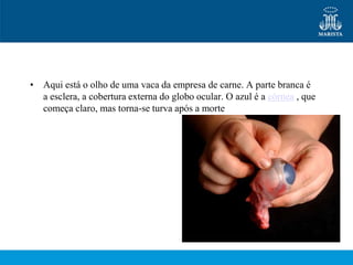 • Aqui está o olho de uma vaca da empresa de carne. A parte branca é
  a esclera, a cobertura externa do globo ocular. O azul é a córnea , que
  começa claro, mas torna-se turva após a morte
 