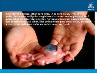 • Sem mover a cabeça, olhar para cima. Olhe para baixo. Olhe ao
  redor. Seis músculos ligados ao globo ocular mover o olho para que você
  possa olhar em diferentes direções. As vacas têm apenas quatro músculos
  que controlam os seus olhos. Eles podem olhar para cima, baixo, esquerda
  e direita, mas não pode rolar seus olhos como você pode
 