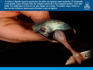 •   A retina é ligado à parte posterior do olho em apenas uma mancha. É chamado
    o seu ponto cego. Porque não há células sensíveis à luz naquele ponto, você não
    pode ver nada que as terras em que lugar na retina. No ponto cego, todos os
    nervos da retina se unem para formar o nervo óptico.
 
