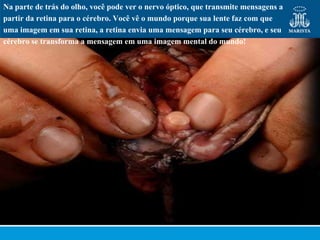 Na parte de trás do olho, você pode ver o nervo óptico, que transmite mensagens a
partir da retina para o cérebro. Você vê o mundo porque sua lente faz com que
uma imagem em sua retina, a retina envia uma mensagem para seu cérebro, e seu
cérebro se transforma a mensagem em uma imagem mental do mundo!
 