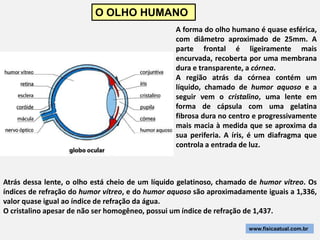 O OLHO HUMANO
                                                 A forma do olho humano é quase esférica,
                                                 com diâmetro aproximado de 25mm. A
                                                 parte frontal é ligeiramente mais
                                                 encurvada, recoberta por uma membrana
                                                 dura e transparente, a córnea.
                                                 A região atrás da córnea contém um
                                                 líquido, chamado de humor aquoso e a
                                                 seguir vem o cristalino, uma lente em
                                                 forma de cápsula com uma gelatina
                                                 fibrosa dura no centro e progressivamente
                                                 mais macia à medida que se aproxima da
                                                 sua periferia. A íris, é um diafragma que
                                                 controla a entrada de luz.



Atrás dessa lente, o olho está cheio de um líquido gelatinoso, chamado de humor vítreo. Os
índices de refração do humor vítreo, e do humor aquoso são aproximadamente iguais a 1,336,
valor quase igual ao índice de refração da água.
O cristalino apesar de não ser homogêneo, possui um índice de refração de 1,437.

                                                                      www.fisicaatual.com.br
 