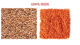 Lantis Seed LENTIL - 1 crop production technology .pdf