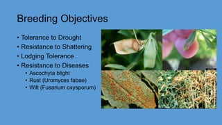 Breeding Objectives
• Tolerance to Drought
• Resistance to Shattering
• Lodging Tolerance
• Resistance to Diseases
• Ascochyta blight
• Rust (Uromyces fabae)
• Wilt (Fusarium oxysporum)
 