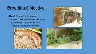 Breeding Objective
• Resistance to Insects
• Pod borer (Etiella zinckenella)
• Cutworm (Agrotis ipsilon)
• Aphid (Aphis craccivora)
 