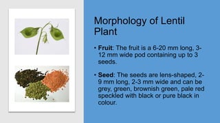 Morphology of Lentil
Plant
• Fruit: The fruit is a 6-20 mm long, 3-
12 mm wide pod containing up to 3
seeds.
• Seed: The seeds are lens-shaped, 2-
9 mm long, 2-3 mm wide and can be
grey, green, brownish green, pale red
speckled with black or pure black in
colour.
 