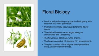 Floral Biology
• Lentil is self pollinating crop due to cleistogamy, with
less than 1% cross pollination.
• Pollination normally occurs just before the flower
opens.
• The stalked flowers are arranged along an
unbranched axis (a raceme).
• The flowers are pale blue, white or pink.
• The flower consist of 10 stamens (9:1 arrangement).
• The pistil consists of the stigma, the style and the
ovary, usually with two ovules.
 