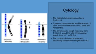 Cytology
• The diploid chromosome number is
2n=2x=14.
• 2 pairs of chromosomes are Metacentric, 2
pairs are Sub-metacentric and 3 pairs are
Acrocentric.
• The chromosome length may vary from
1.9 to 6.4 µ and the total chromosome
length from 14.1 to 36.3 µ.
• The number of chromosomes with
secondary constrictions ranged from 0-2.
 