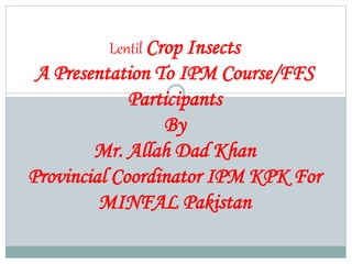 Lentil Insect Lentil crop insects A Lecture By Mr Allah Dad Khan | PPTX
