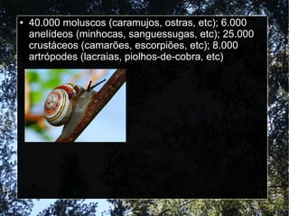 ● 40.000 moluscos (caramujos, ostras, etc); 6.000
anelídeos (minhocas, sanguessugas, etc); 25.000
crustáceos (camarões, escorpiões, etc); 8.000
artrópodes (lacraias, piolhos-de-cobra, etc)
 