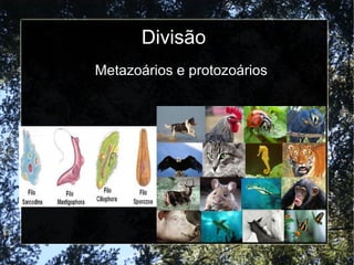 Divisão
Metazoários e protozoários
 