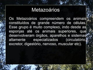 Metazoários
Os Metazoários compreendem os animais
constituídos de grande número de células.
Esse grupo é muito complexo, indo desde as
esponjas até os animais superiores, que
desenvolveram órgãos, aparelhos e sistemas
altamente especializados (circulatório,
excretor, digestório, nervoso, muscular etc).
 