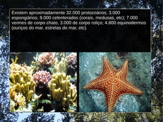 Existem aproximadamente 32.000 protozoários; 3.000
espongiários; 9.000 celenterados (corais, medusas, etc); 7.000
vermes de corpo chato, 3.000 de corpo roliço; 4.800 equinodermos
(ouriços do mar, estrelas do mar, etc);
 