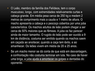 • O Leão, membro da família dos Felídeos, tem o corpo
musculoso, longo, com extremidades relativamente curtas e
cabeça grande. Em média pesa cerca de 250 kg e medem 2
metros de comprimento mais a cauda e 1 metro de altura. O
macho apresenta a cabeça e o pescoço cobertos por uma juba
característica. Os machos adultos de leão podem chegar a ser
cerca de 50% maiores que as fêmeas. A juba os faz parecer
ainda de maior tamanho. O rugido do leão pode ser ouvido a 9
km de distância, costuma ser emitido quando os machos saem
em caçada ao anoitecer, quando a caça tem êxito, e ao
amanhecer. Os leões vivem em média de 20 a 25 anos.
• Se um macho menor se dá conta de que está em desvantagem,
a confrontação não costuma terminar em luta. No caso de haver
uma briga, a juba ajuda a amortecer os golpes e dentadas do
oponente.
 