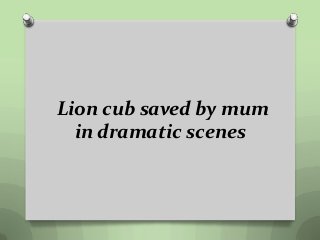 Lion cub saved by mum
in dramatic scenes
 