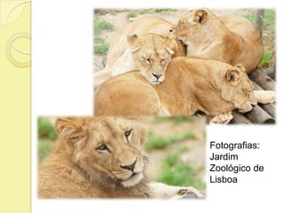 Fotografias:
Jardim
Zoológico de
Lisboa
 