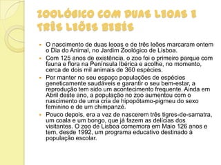 ZoolÓGICO COM DUAS LEOAS E
TRÊS LEÕES BEBÉS
 O nascimento de duas leoas e de três leões marcaram ontem
o Dia do Animal, no Jardim Zoológico de Lisboa.
 Com 125 anos de existência, o zoo foi o primeiro parque com
fauna e flora na Península Ibérica e acolhe, no momento,
cerca de dois mil animais de 360 espécies.
 Por manter no seu espaço populações de espécies
geneticamente saudáveis e garantir o seu bem-estar, a
reprodução tem sido um acontecimento frequente. Ainda em
Abril deste ano, a população no zoo aumentou com o
nascimento de uma cria de hipopótamo-pigmeu do sexo
feminino e de um chimpanzé.
 Pouco depois, era a vez de nascerem três tigres-de-samatra,
um coala e um bongo, que já fazem as delícias dos
visitantes. O zoo de Lisboa comemora em Maio 126 anos e
tem, desde 1992, um programa educativo destinado à
população escolar.
 