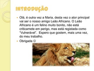 IntroduÇÃO
 Olá, é outra vez a Maria, desta vez o ator principal
vai ser o nosso amigo Leão Africano. O Leão
Africano é um felino muito bonito, não está
criticamete em perigo, mas está registada como
“Vulnerável”. Espero que gostem, mais uma vez,
do meu trabalho.
 Obrigada 
 
