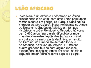 LEÃO AFRICANO
 A espécie é atualmente encontrada na África
subsaariana e na Ásia, com uma única população
remanescente em perigo, no Parque Nacional da
Floresta de Gir, Gujarat, Índia. Foi extinto na África
do Norte e no Sudoeste Asiático em tempos
históricos, e até o Pleistoceno Superior, há cerca
de 10 000 anos, era o mais difundido grande
mamífero terrestre depois dos humanos, sendo
encontrado na maior parte da África, em muito
da Eurásia, da Europa Ocidental à Índia, e
na América, doYukon ao México. É uma dos
quatro grandes felinos com alguns machos
excedendo 250 quilogramas em peso, sendo o
segundo maior felino recente depois do tigre.
 