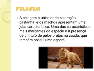 PELAGEM
 A pelagem é unicolor de coloração
castanha, e os machos apresentam uma
juba característica. Uma das características
mais marcantes da espécie é a presença
de um tufo de pelos pretos na cauda, que
também possui uma espora.
 