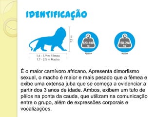 IDENTIFICAÇÃO
É o maior carnívoro africano. Apresenta dimorfismo
sexual, o macho é maior e mais pesado que a fêmea e
exibe uma extensa juba que se começa a evidenciar a
partir dos 3 anos de idade. Ambos, exibem um tufo de
pêlos na ponta da cauda, que utilizam na comunicação
entre o grupo, além de expressões corporais e
vocalizações.
 