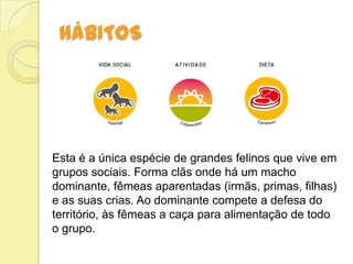 HÁBITOS
Esta é a única espécie de grandes felinos que vive em
grupos sociais. Forma clãs onde há um macho
dominante, fêmeas aparentadas (irmãs, primas, filhas)
e as suas crias. Ao dominante compete a defesa do
território, às fêmeas a caça para alimentação de todo
o grupo.
 