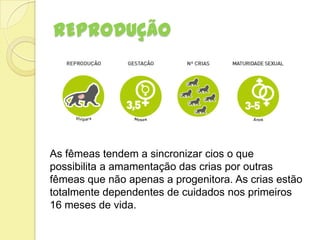 REPRODUÇÃO
As fêmeas tendem a sincronizar cios o que
possibilita a amamentação das crias por outras
fêmeas que não apenas a progenitora. As crias estão
totalmente dependentes de cuidados nos primeiros
16 meses de vida.
 