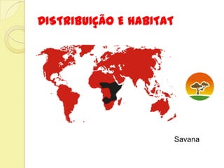 DISTRIBUIÇÃO E HABITAT
Savana
 