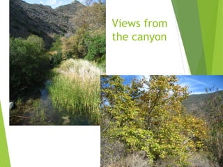 Views from
the canyon
 
