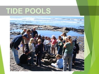 TIDE POOLS
 