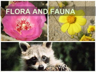 FLORA AND FAUNA
 