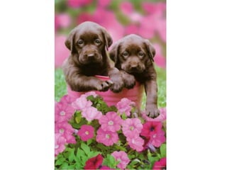 Leo Eisenband
Leo Eisenband