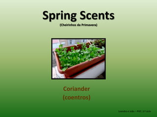 Spring Scents (Cheirinhos da Primavera) Coriander (coentros) Leandro e João – PIEF, 3.º ciclo 