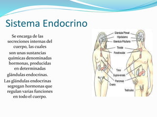 Sistema Endocrino
Se encarga de las
secreciones internas del
cuerpo, las cuales
son unas sustancias
químicas denominadas
hormonas, producidas
en determinadas
glándulas endocrinas.
Las glándulas endocrinas
segregan hormonas que
regulan varias funciones
en todo el cuerpo.
 