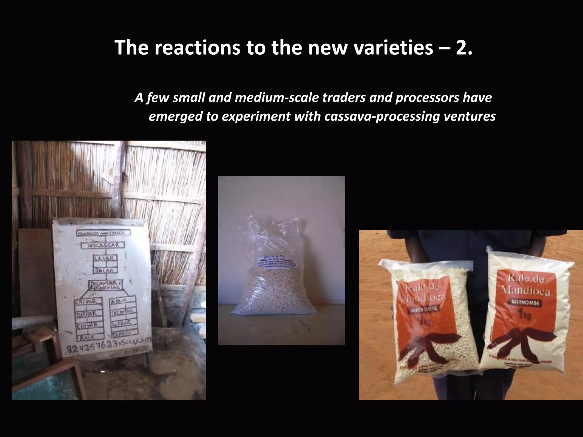 The reactions to the new varieties – 2.
A few small and medium-scale traders and processors have
emerged to experiment with cassava-processing ventures
 