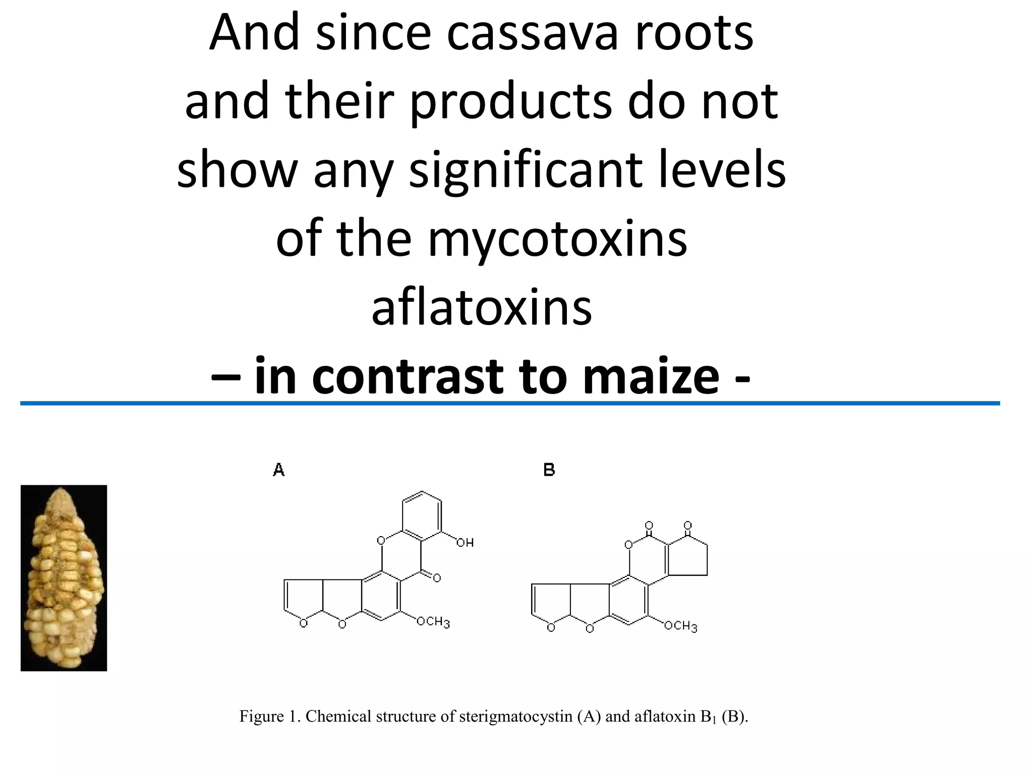 And since cassava roots
and their products do not
show any significant levels
of the mycotoxins
aflatoxins
– in contrast to maize -
Figure 1. Chemical structure of sterigmatocystin (A) and aflatoxin B1 (B).
 