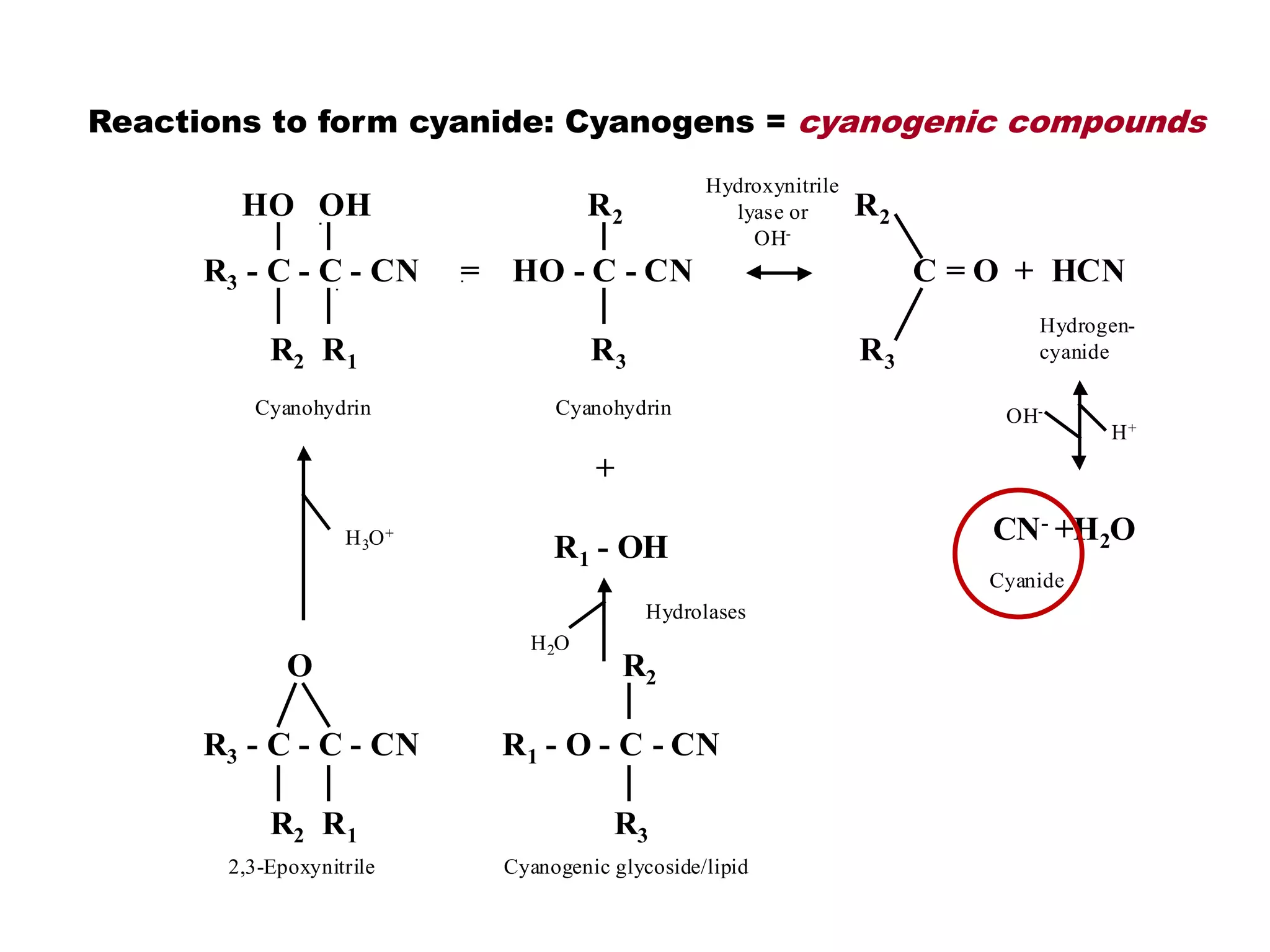 HO OH R2 R2
R3 - C - C - CN = HO - C - CN C = O + HCN
R2 R1 R3 R3
+
R1 - OH
O R2
R3 - C - C - CN R1 - O - C - CN
R2 R1 R3
Cyanohydrin Cyanohydrin
Hydroxynitrile
lyase or
OH-
Hydrogen-
cyanide
H3O+
2,3-Epoxynitrile
H2O
Hydrolases
Cyanogenic glycoside/lipid
CN- +H2O
OH-
H+
Cyanide
Reactions to form cyanide: Cyanogens = cyanogenic compounds
 