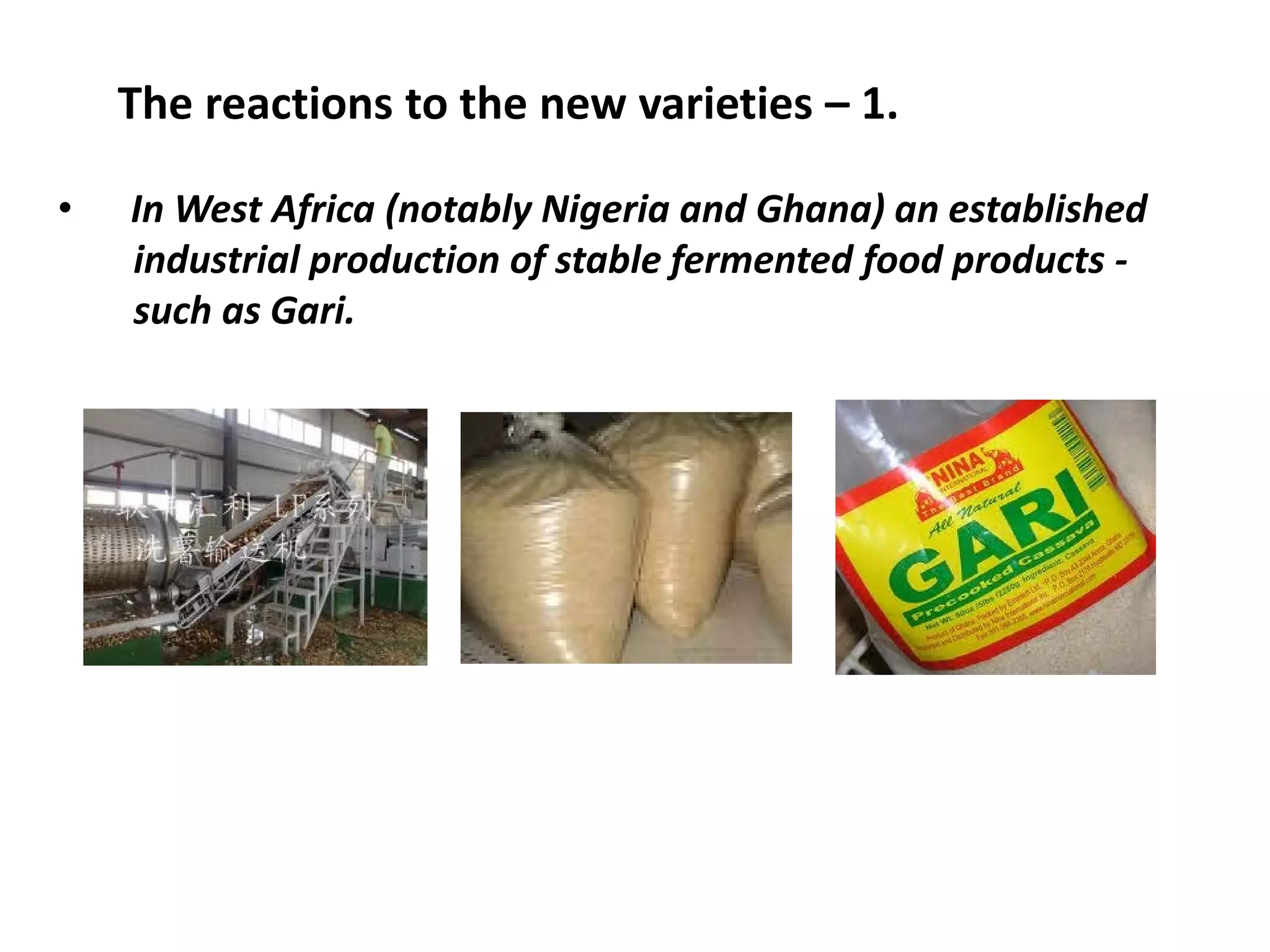 The reactions to the new varieties – 1.
• In West Africa (notably Nigeria and Ghana) an established
industrial production of stable fermented food products -
such as Gari.
 