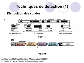 Techniques de détection (1)
       Disposition des sondes




                                          MSP - 1




                                          PfEMP1

(A : Source : Hoffman HE. et al. Malaria Journal 2003)
(a : Smith JD. et al. Trends in Parasitology 2001)
 