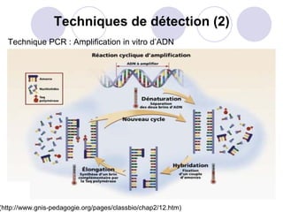 Techniques de détection (2)
  Technique PCR : Amplification in vitro d’ADN




(http://www.gnis-pedagogie.org/pages/classbio/chap2/12.htm)
 
