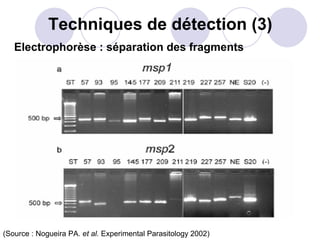 Techniques de détection (3)
   Electrophorèse : séparation des fragments




(Source : Nogueira PA. et al. Experimental Parasitology 2002)
 