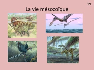 La vie mésozoïque
19
 