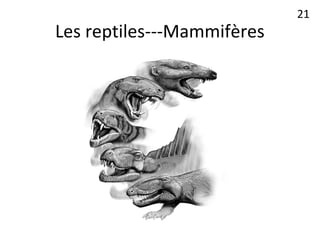 Les reptiles---Mammifères
21
 