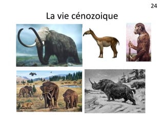 La vie cénozoique
24
 