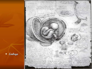 Embryo 