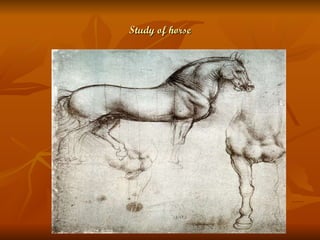 Study of horse 