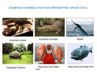 The pathology of aging- aetiology of aging .pptx