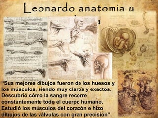 Leonardo anatomia y medicina “ Sus mejores dibujos fueron de los huesos y los músculos, siendo muy claros y exactos.  Descubrió cómo la sangre recorre constantemente todo el cuerpo humano. Estudió los músculos del corazón e hizo dibujos de las válvulas con gran precisión”. 
