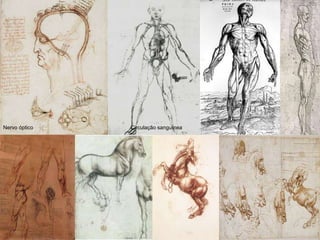 Nervo óptico Circulação sanguínea
 