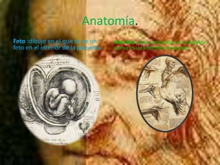 Anatomía.Feto :dibujo en el que se ve un feto en el interior de la placenta.Hombro: aquí Leonardo nos muestra como es una hombro humano.