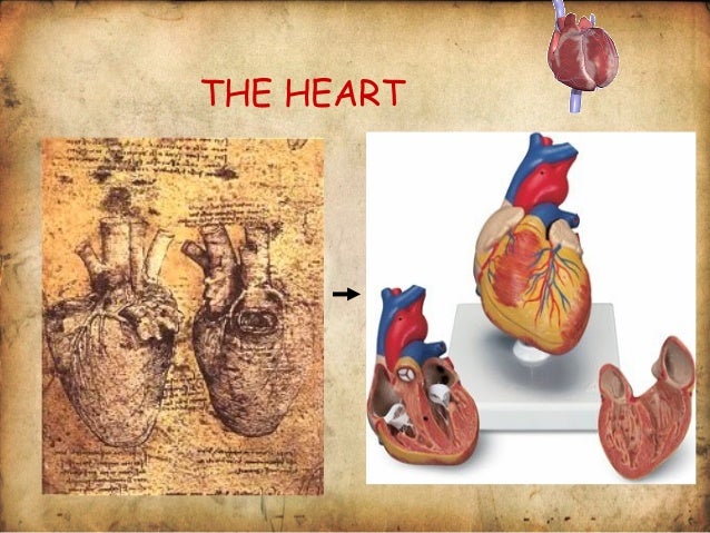 Leonardo da vinci biology